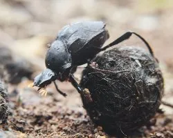 Scarabaeus laticollis