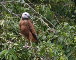 Busarellus nigricollis