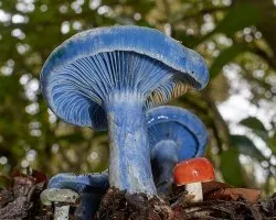 Lactarius indigo