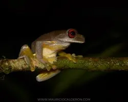 Duellmanohyla rufioculis