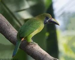 Aulacorhynchus prasinus