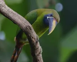 Aulacorhynchus prasinus