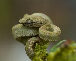 Bothriechis schlegelii