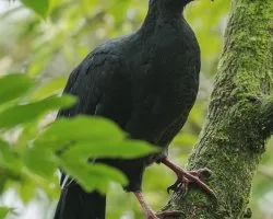 Chamaepetes unicolor