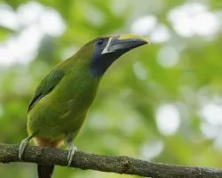 Aulacorhynchus prasinus