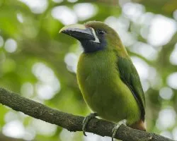 Aulacorhynchus prasinus