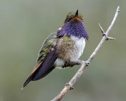 Selasphorus flammula