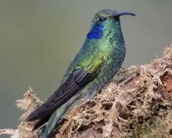 Colibri thalassinus