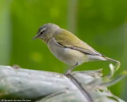 Oreothlypis peregrina