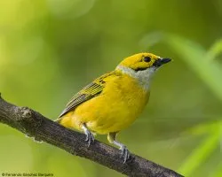 Tangara icterocephala