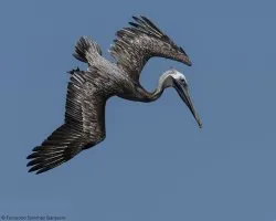 Pelecanus occidentalis