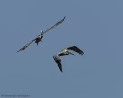 Pelecanus occidentalis
