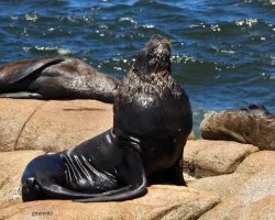 Arctocephalus australis y otaria flavescens