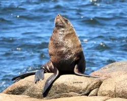 Arctocephalus australis y otaria flavescens