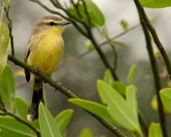Stigmatura budytoides