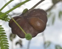  enterolobium cyclocarpum