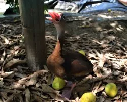 Dendrocygna autumnalis