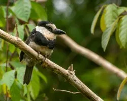 Notharchus hyperrhynchus