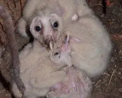 Tyto alba