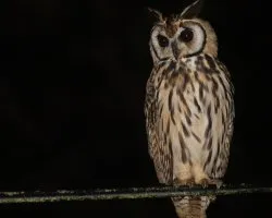 Pseudoscops clamator