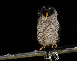 Ciccaba nigrolineata