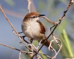 Curutié colorado (certhiaxis cinnamomeus)