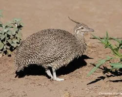 Martineta común (eudromia elegans)