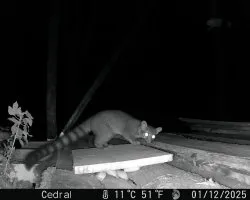 Bassariscus sumichrasti