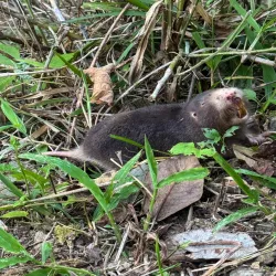 Taltuza (orthogeomys cherriei) 