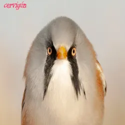 Bigotudo